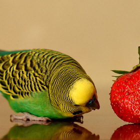 Вкусная ягодка! Попугай Патрик