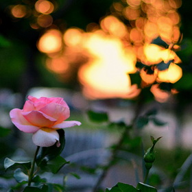 Роза, закат