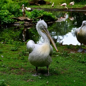 Важные пеликаны