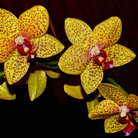 Золотая орхидея